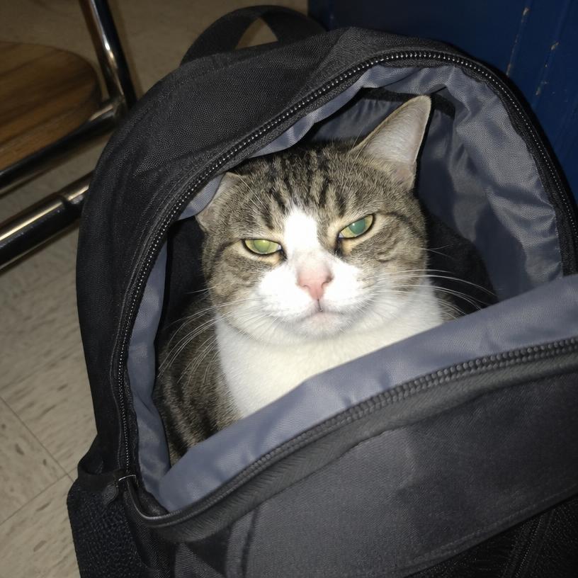 el gato cuando le digo que hoy sí hago la tarea